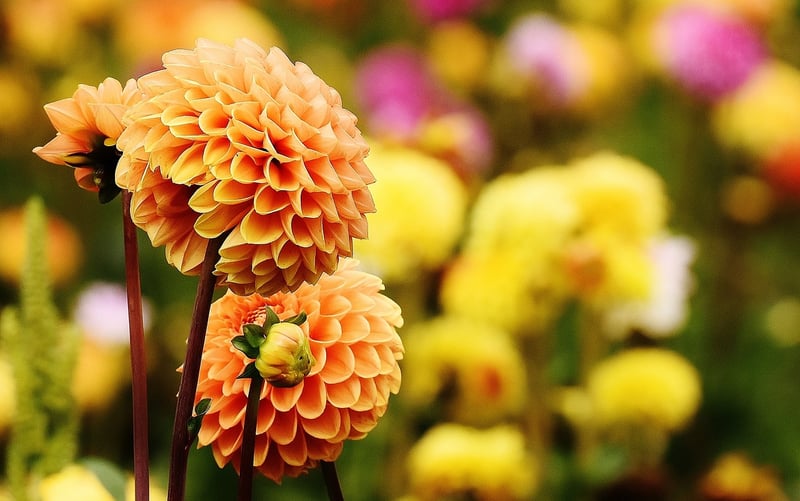 Flower Garden