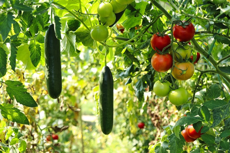 Summer Harvesting